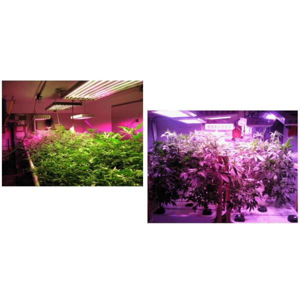 Full Spectrum indoor Grow led lights, ETL certificated for plants grow