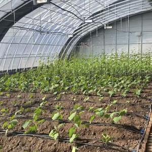 Wholesale Customization Hydroponics Sunlight Greenhouse for Commercial Vegetable Production Seeding from china suppliers