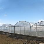 Agricultural Polycarbonate Sheet Greenhouse Turnkey Project Serre Agricole
