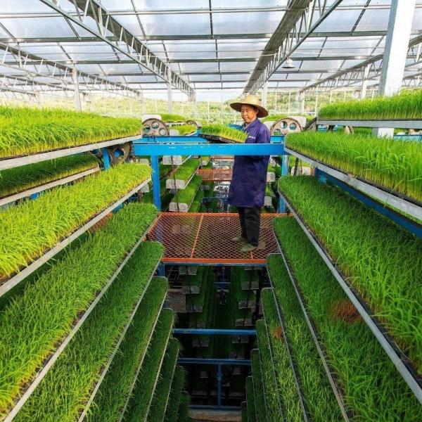 Hydroponics Irrigation System for Strawberry/Flowers/Vegetables Multi-Span Frame