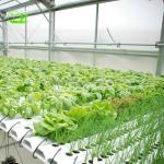 Optimal Aquaponics Hydroponic System Greenhouse with Single Layer and 3.0-4.5m