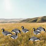 OEM ODM Plastic EVA Canada Snow Goose Decoy Upright / Feeder Style With Flocked