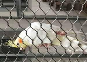 Wholesale Protection Parrot Aviary Mesh Environmental Enclosure Rust Resistant from china suppliers