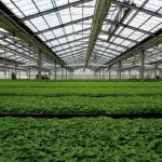 High Humidity Single-Arch Greenhouse with Arched/Venloche Roofing Shape and
