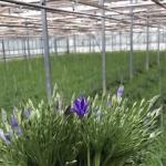 US Currency Glass Greenhouse for Growing Plants 100.000kg Package Gross Weight