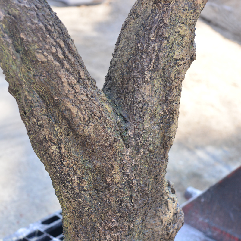 Customized Realistic UV Resistant Large Indoor Olive Tree​ For Commercial Projects Residential Use