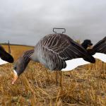 OEM Plastic Lifelike PP Silhouette Specklebelly Goose Decoys Anti Reflective for