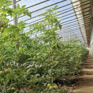 Wholesale Aquaponics Flower Planting Sparay Irrigation Vegetable Sunlight Greenhouse for Commercial from china suppliers