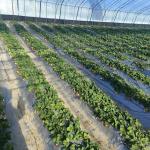 Multi-Span Film Greenhouse for Farming Package Gross Weight of 20.000kg and