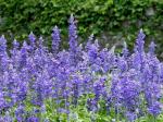 salvia sclarea extract China manufacturer --Salvia Miltiorrhizae bge extract