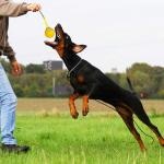 Pet Toy Ball Multi-color Customizable Eva Rope for Dogs Chew Training Solid
