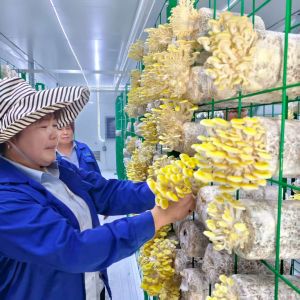 Wholesale Sustainable Mushroom Container For Rural And Urban Outskirts Farming Practices from china suppliers