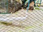 Rope Zoo Fencing Netting Stainless Steel Rope Bird Aviary Netting
