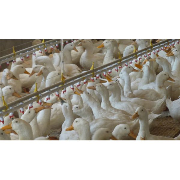 Duck Goose Pp Chicken Feeding Pan For Poultry Farming Automatic Equipment