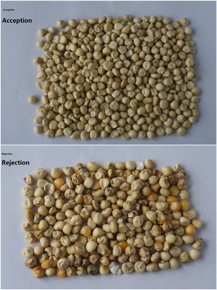 Optical Corn / Maize Color Sorter Machine With Hawkeye Recognition Technology