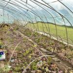 Large Affordable Hydroponic Tunnel Greenhouse Solution Package Gross Weight 20