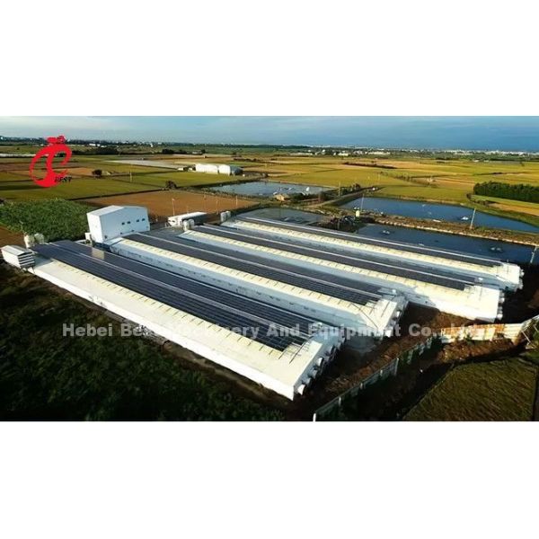 A H Type Full Automatic Poultry Farming Battery Cage System Star