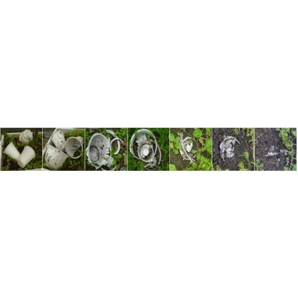 Biodegradable Tableware