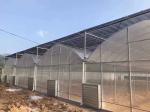 Film Cover Material Agriculture Multi Span Greenhouse with Galvanized Steel Pipe