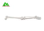 Arm And Leg Bone Medical Teaching Models Water Resistant Lightweight