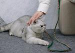 Christmas Xs Small Kitten Harness And Leash Green Red Nylon Strap