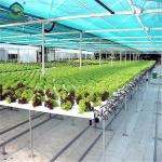Easy Installation Customized Agricultural Greenhouses With LED Lighting