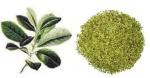 hot selling yerba mate extract powder for healthcare ingredient --Ilex