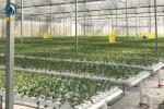 Greenhouse NFT Hydroponic Growing System For Soilless Agriculture Plant Growth