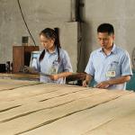 Quarter Cut Straight Africa Natural Sapele Wood Veneer For Faces And Parquet