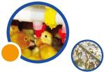 Duck Goose Feeding And Poultry Drinking System Plastic