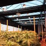 Agricultural Single Span 100% Shading 3 Layers Automatic Herb Growing Light