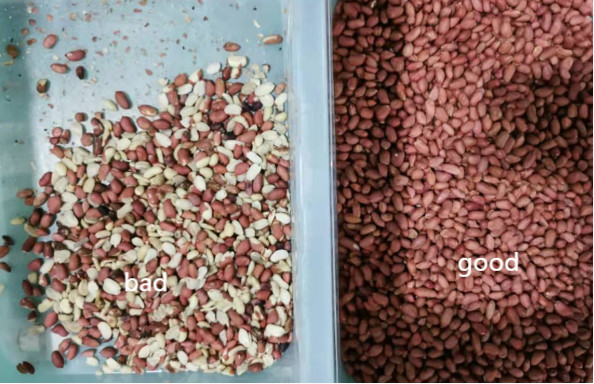 CCD LED Peeled Peanut Nuts Color Sorter 5 Chutes 320 Channels