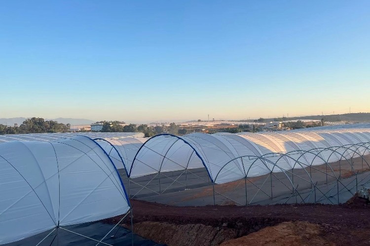 Multi-Span Structure Greenhouse Commercial Modern Bluberry Hoop Green House With Film Covering