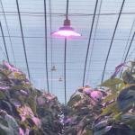 30000 Hour Working Lifetime 220v LED Grow Module for Greenhouse Fill Light