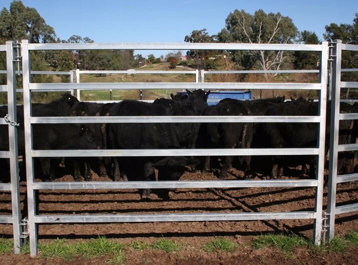 Cattle Yard Panels 1.6mx1.8m 0val 30mmx60mm design Farm Fencing