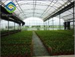 Commercial Plastic Film 4m Multi Span Greenhouse For Vegetables