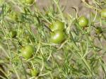 High quality Harmine 98%, CAS NO.: 442-51-3 pure ingredient, Chinese manufacture