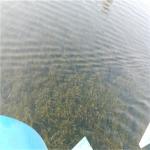 keda berky aquatic weed harvester stainless chain fuel consumption water plants