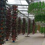 Economical Department Plastic Greenhouse With Hydroponics And Temporary Heating