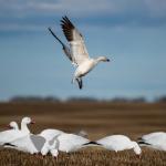 Snow Goose Hunting Decoy Eva Plastic Flocked Silhouette Geese Decoys Juvenile