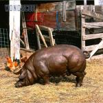 Large Animal Bronze Pig Sculpture Outdoor With Letter Design