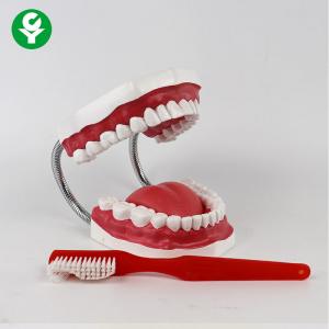 Wholesale Anatomical Dental Teeth Model For Patient Education Medical Training 1.0 kg from china suppliers