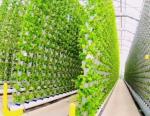 Steel Structure Hydroponic Container Greenhouse Juxiang 40hq for Building