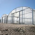 Multi Span Vegetable Animal Flower Growing Agriculture Polycarbonate Sheet