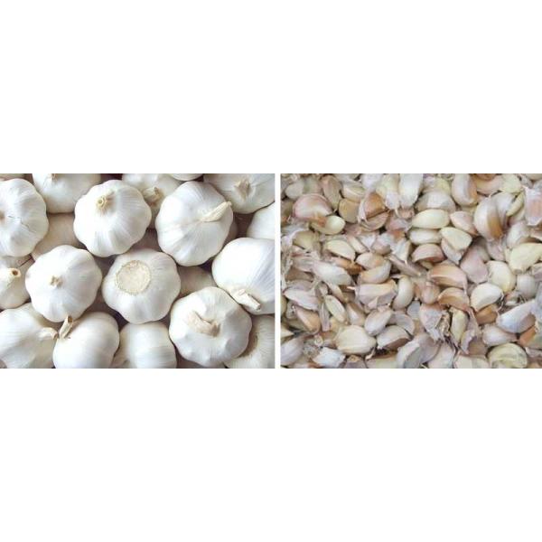 Automatic Garlic Clove Separating Machine