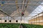 Large Film Tunnel Vegetable Hot House Multi Span Tomato Watermelon Greenhouse