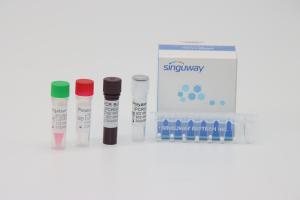 Wholesale 50 Copies/Ml Real Time PCR Diagnostic Kits For Leukemia BCR-ABL Fusion Gene Typing from china suppliers