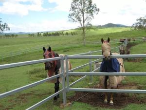 Wholesale Hot Dipped Galvanised 40x80mm Corral Panel Fence For Horse from china suppliers