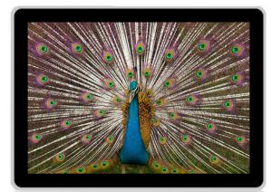 Wholesale Android System / Os Windows 46 Inch LCD Digital Display Signage Spanish Korea , 50HZ / 60HZ from china suppliers