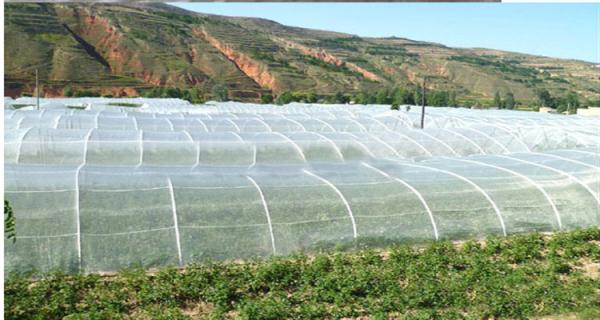 25 * 50 Mesh Insect Protection Netting High Tensile Strength For Pest Control